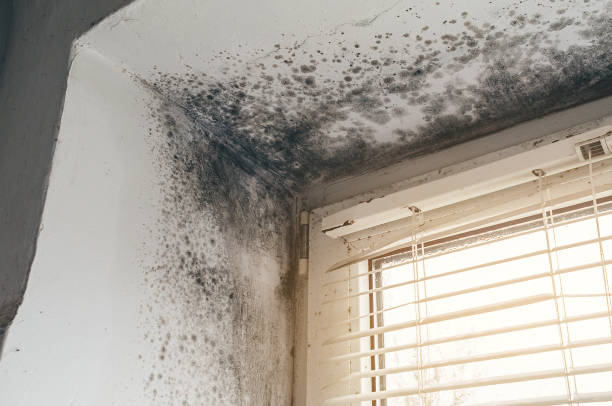 Affordable Mold Remediation solutions in Ebony, VA